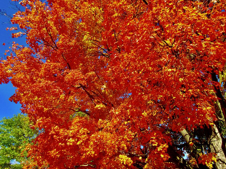 Orange Leaves Photograph by Stephanie Moore