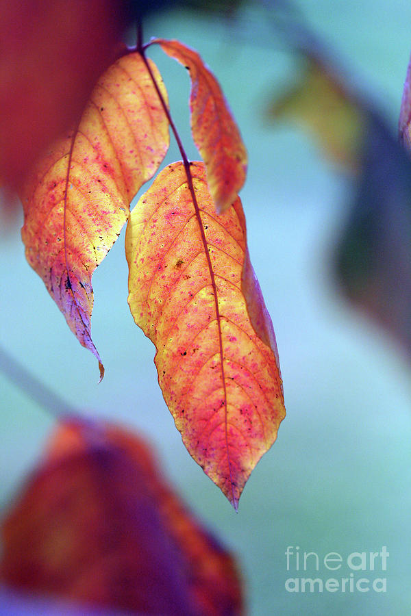 Orange Leaves Photograph