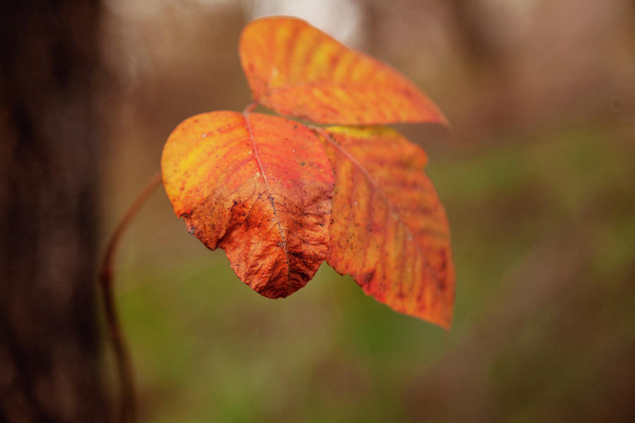 Orange Leaves Photograph by Toni Hopper