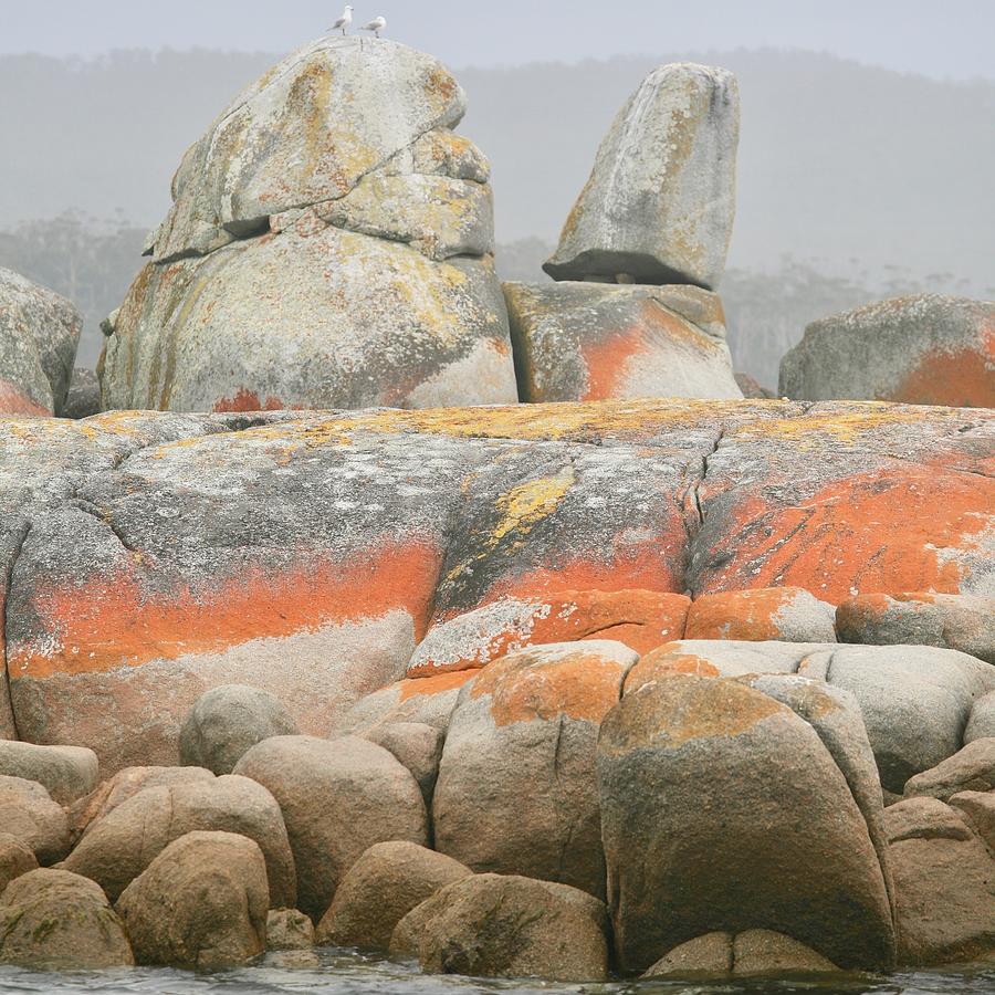 Orange Lichen Rocks Photograph by Lee Stickels