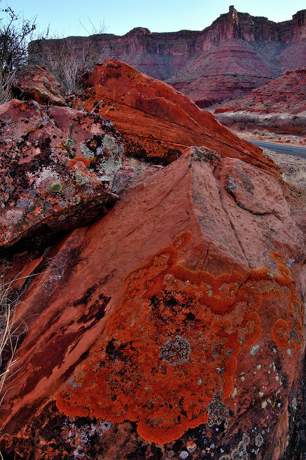 Orange Lichens in Utah Photograph by Ray Mathis