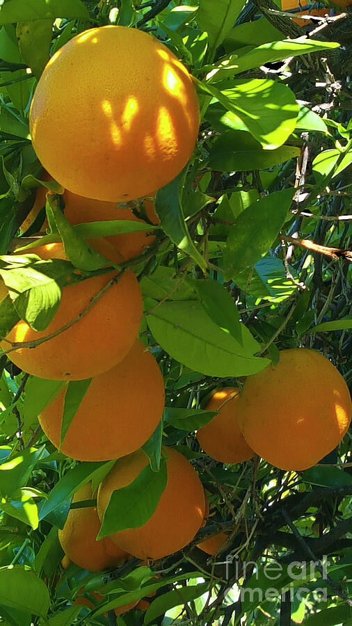 Orange Life In The Tree Photograph