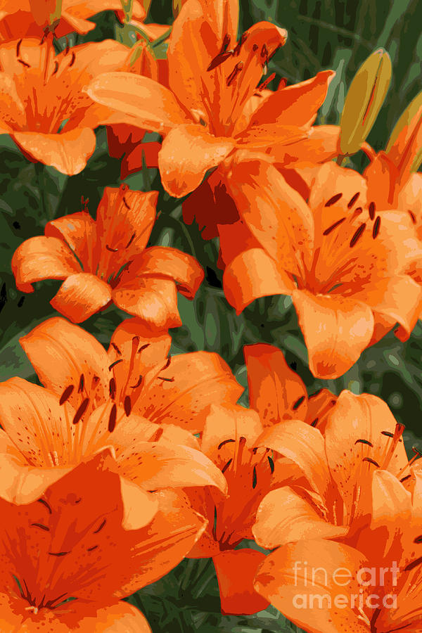 Orange Lilies Posterized Photograph by Carol Groenen