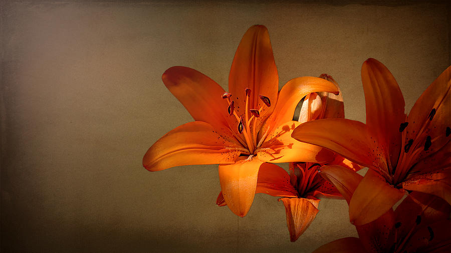Orange Lilies  Photograph by Sandra Js