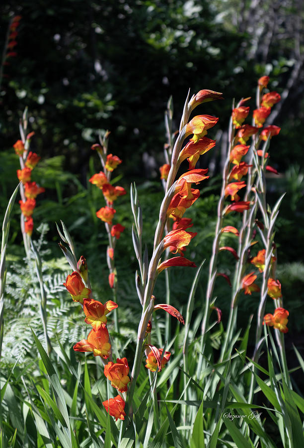 Orange Parrot Gladiolus Lilies Photograph by Suzanne Gaff