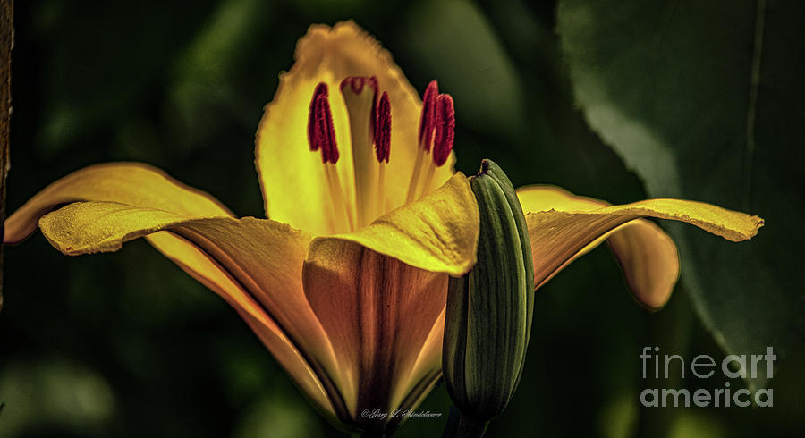 Lilium Bulbiferum Photograph -  Orange Lilly by Gary Shindelbower