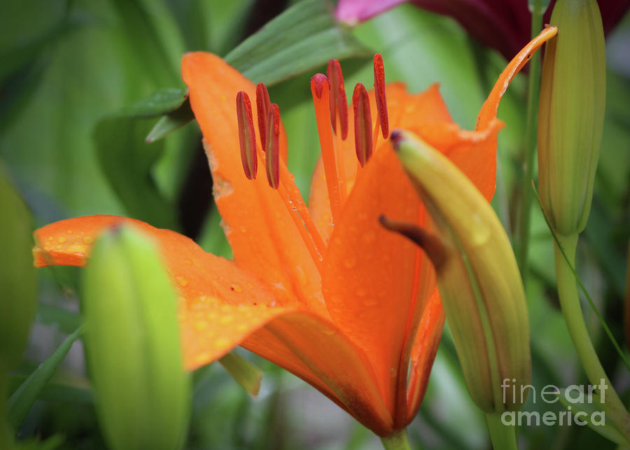 Orange Lilly Photograph by Ross Coleman Orange Lilly Photograph by Ross Coleman