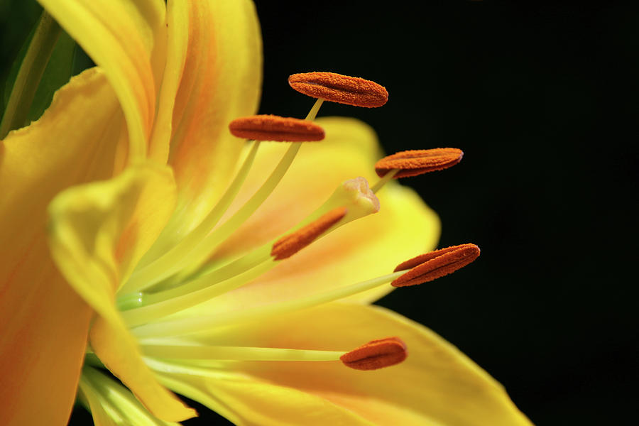 Lily Photograph - Orange Lily 2 by Daniel B Smith