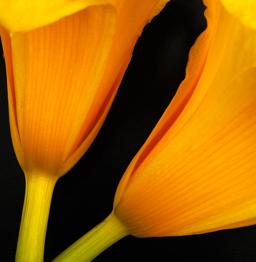 Orange Lily Abstract Photograph