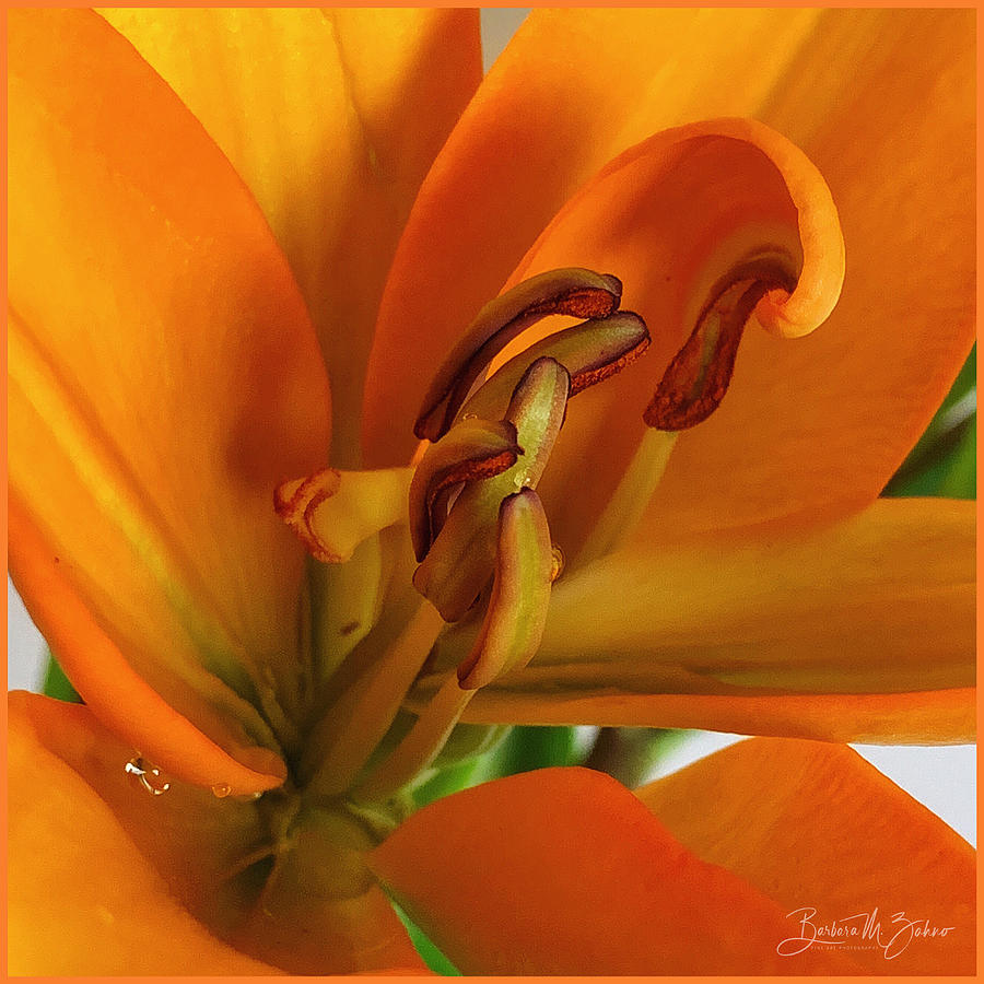 Orange Lily Photograph by Barbara Zahno - Pixels