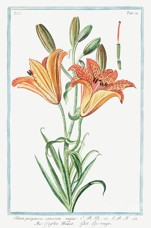 Orange Lily ca. 1772 1793 by Bonelli. Painting by Bonelli
