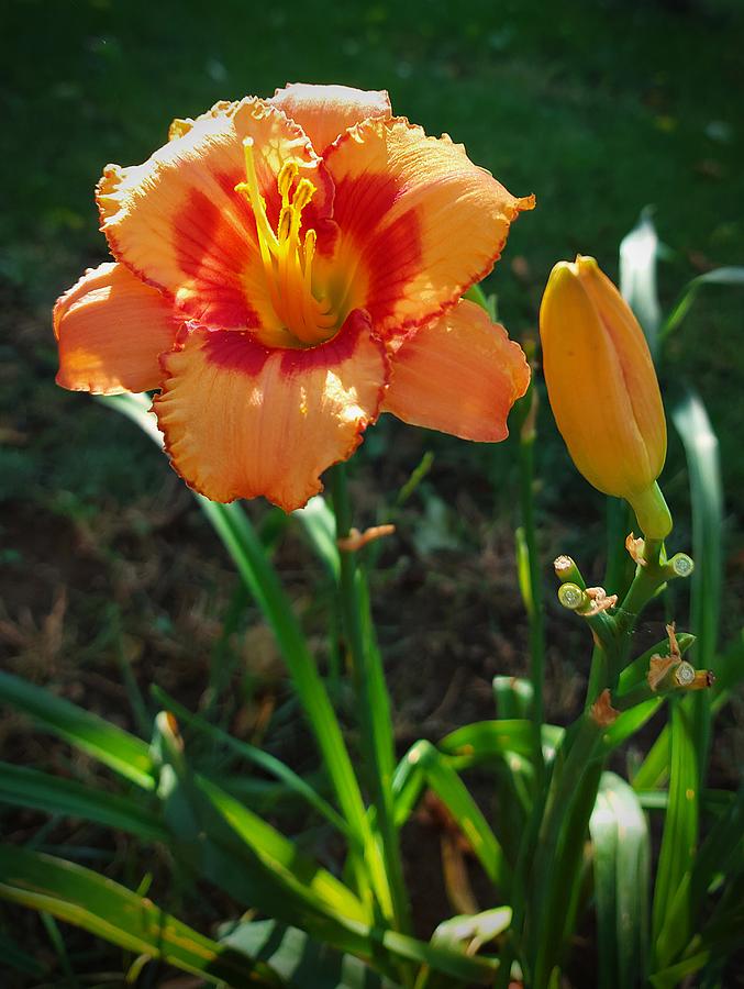Orange Lily Flower Photograph by Amalia Suruceanu