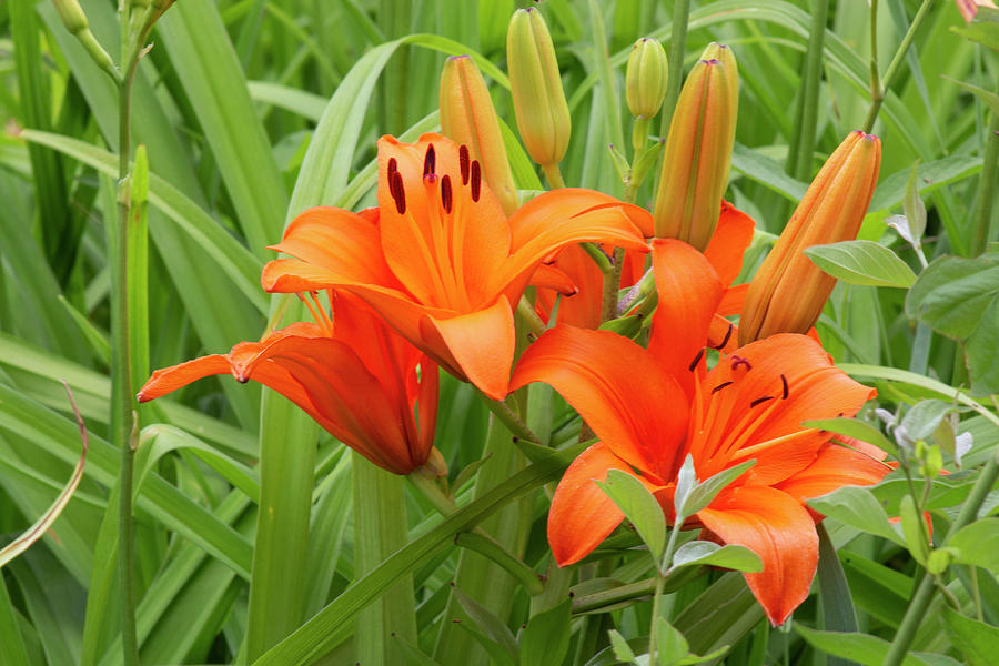 Lily Photograph - Orange Lily by G Garton