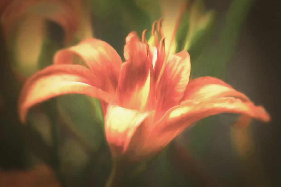 Orange Lily Photograph by Jason Fink
