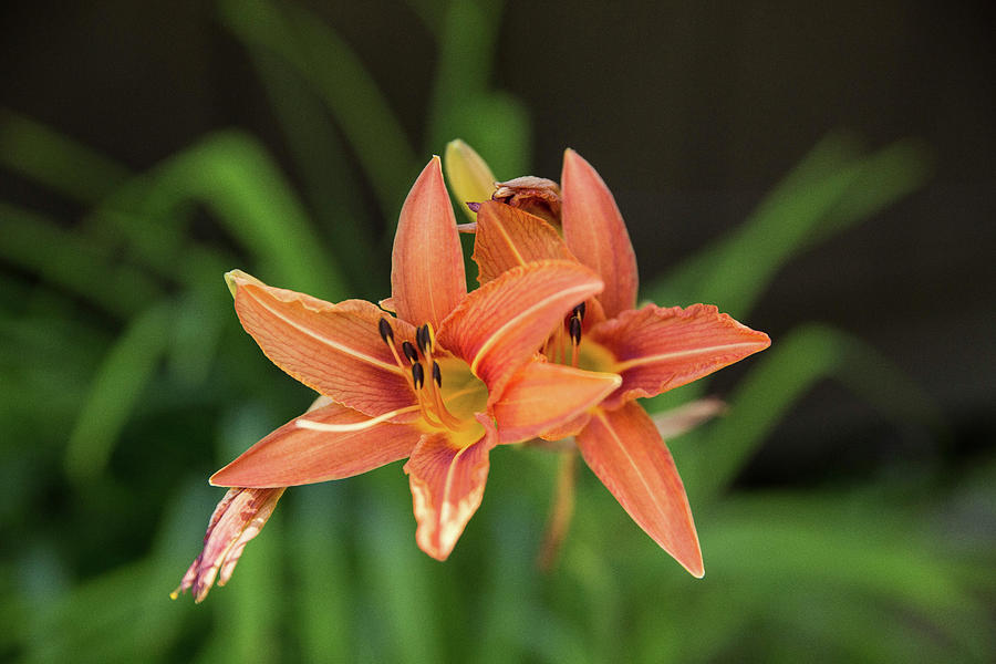 Orange Lily Photograph by Jessica Brown