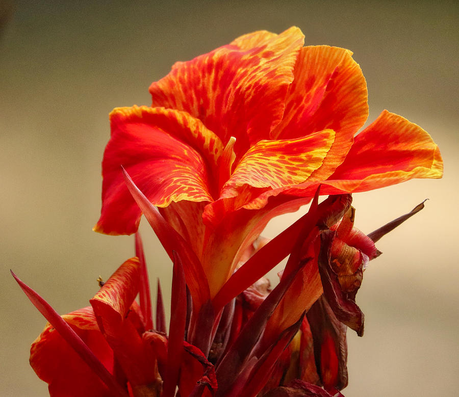 Orange Lily Photograph by Linda James