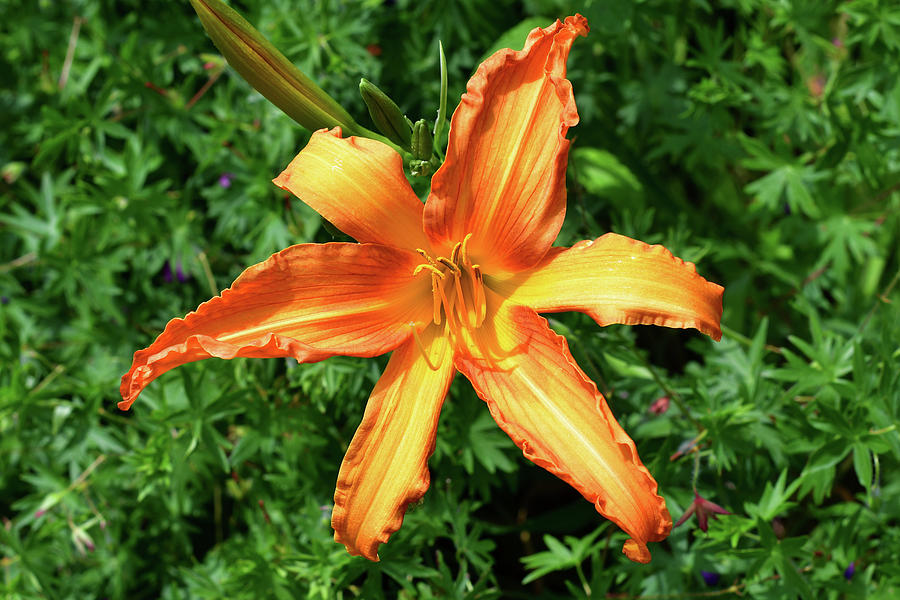 Orange Lily  Photograph by Lyle Crump