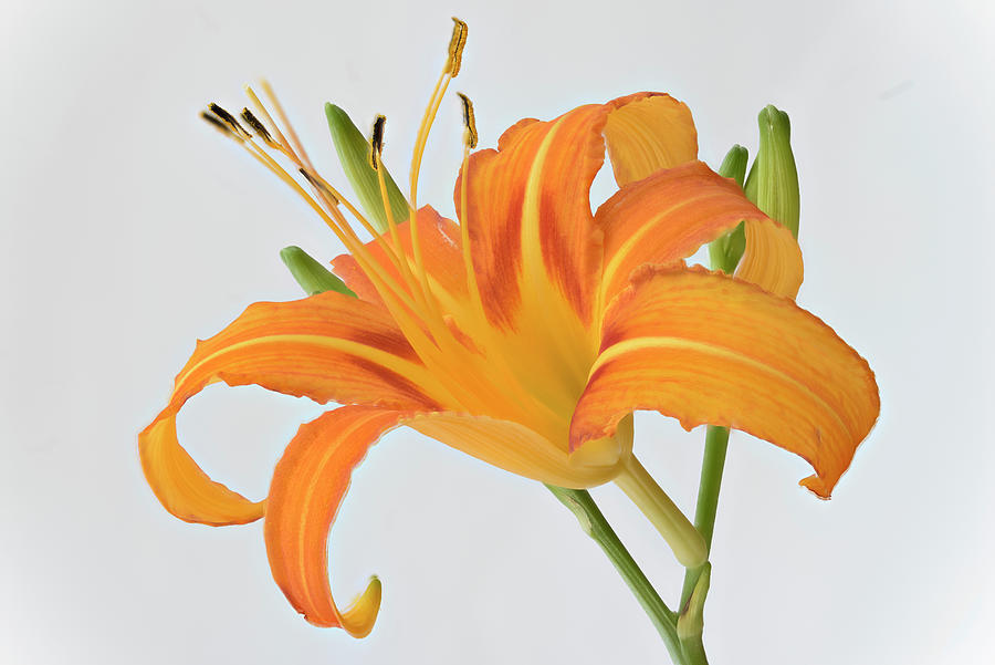 Orange lily on white Photograph by Fernando Blanco Farias - Fine Art ...