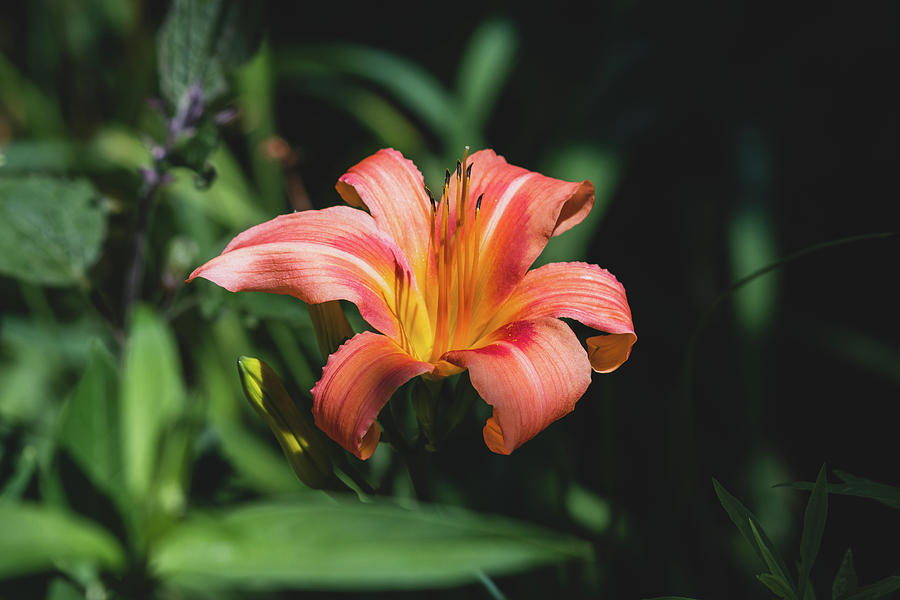 Summer Photograph - Orange Lily by Rose Guinther