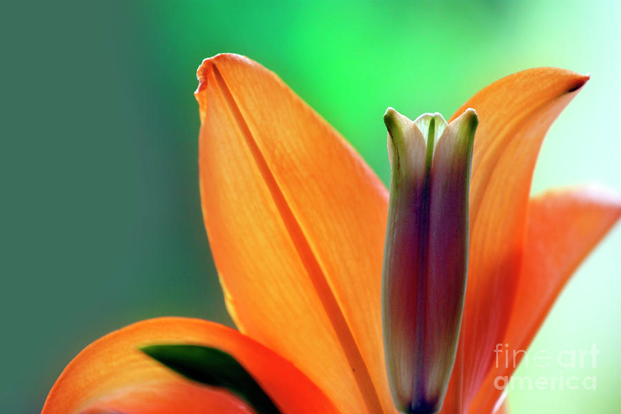 Orange Lily Photograph by Terri Waters