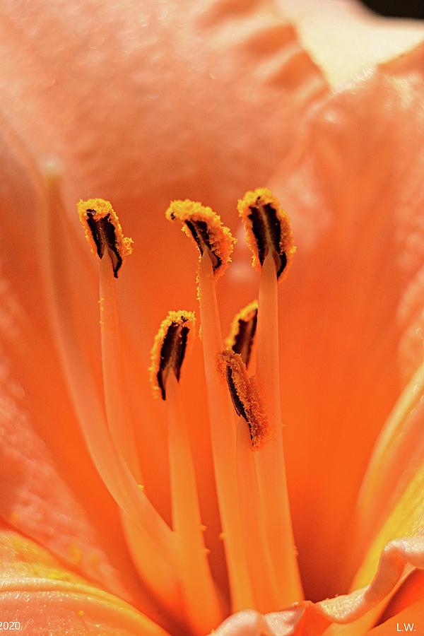 Orange Lily Vertical Photograph by Lisa Wooten