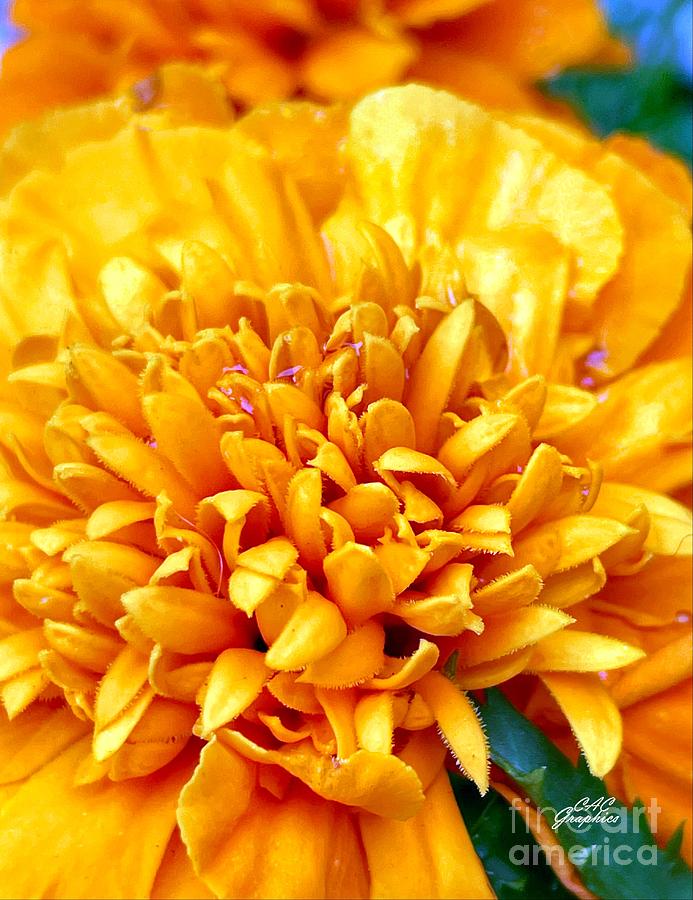 Orange Marigold  Photograph by CAC Graphics