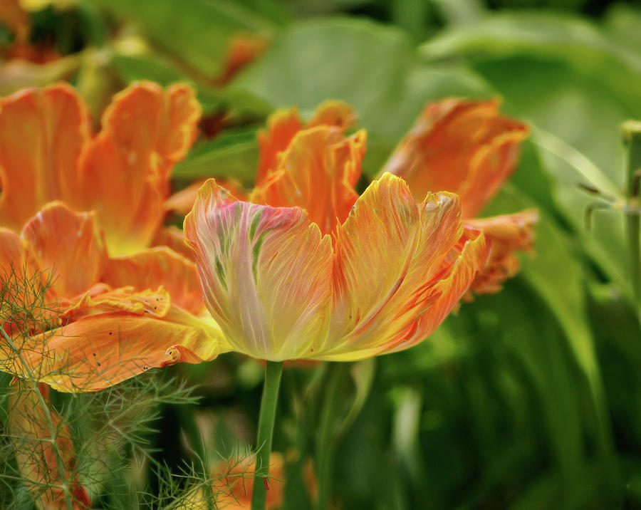 Orange Marigold Photograph by Cordia Murphy