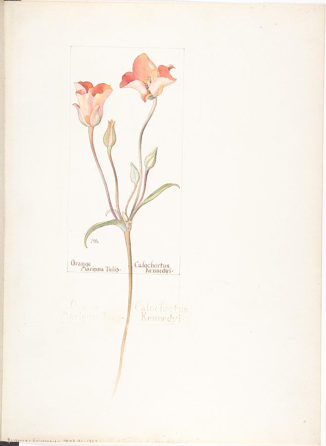 Orange Mariposa Tulip Calochortus Kennedyi Margaret Neilson Armstrong American New York 1867 1944 Ne Painting