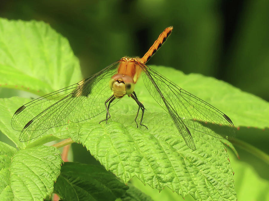 Orange Meadowhawk Dragonfly Photograph by Rebecca Grzenda