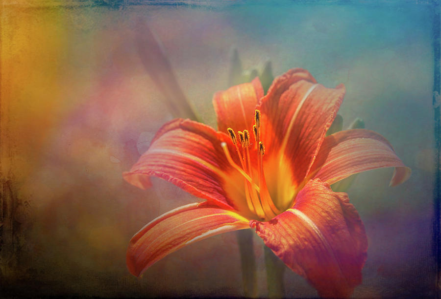Orange Mexican Lily Photograph by Sue Leonard
