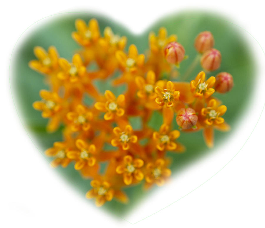Orange Milkweed Heart Photograph
