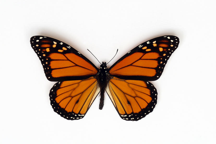 Orange Monarch Butterfly Isolated on White Background Photograph by Onfokus