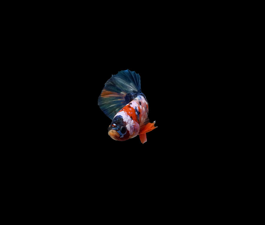 Orange Multicolor Betta Fish Photograph by Sambel Pedes