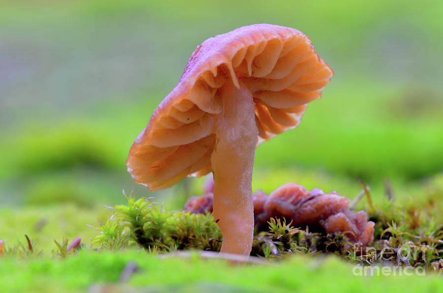 Orange Mushroom by Katie Joya Orange Mushroom by Katie Joya