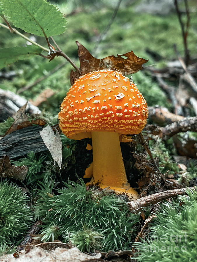 Moody Mushroom 1  Photograph by Laura Honaker