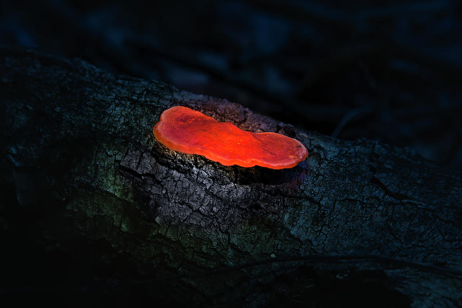 Orange Mushroom Photograph by Mark Andrew Thomas