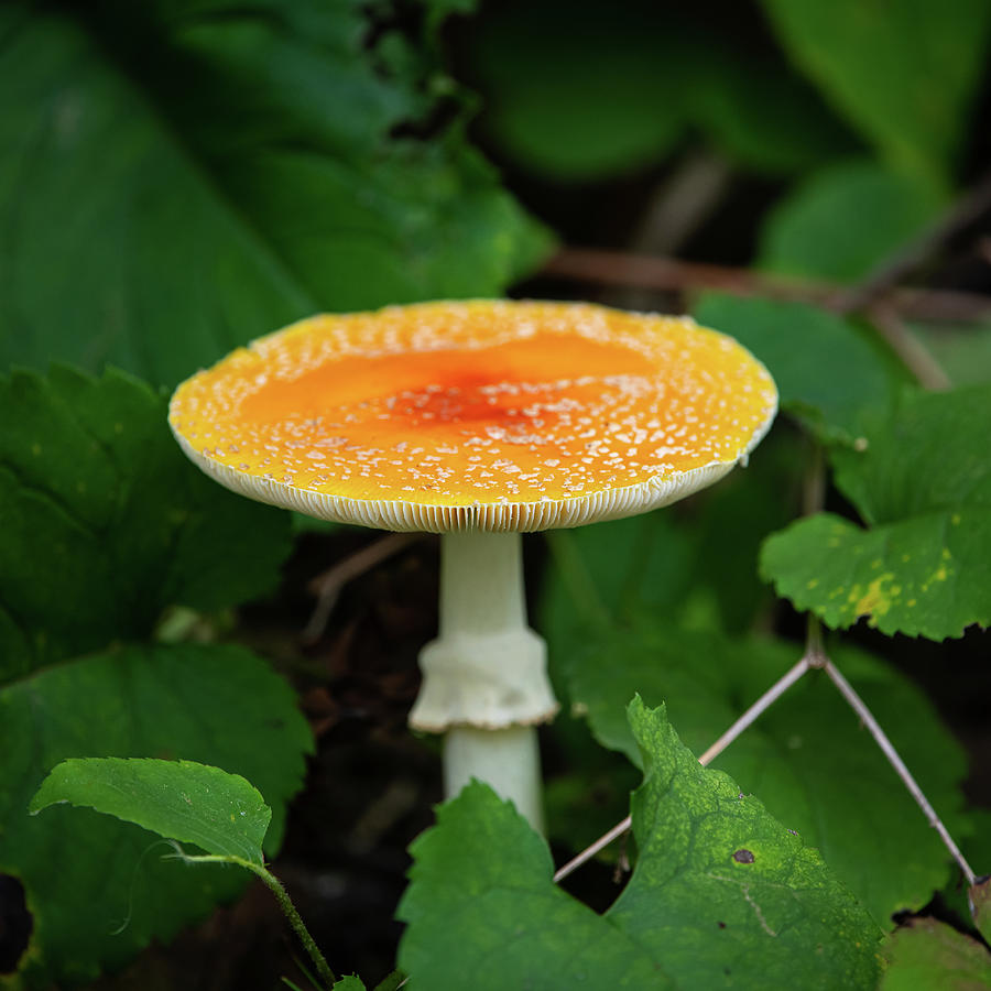 Orange Mushroom Photograph by Paul Freidlund