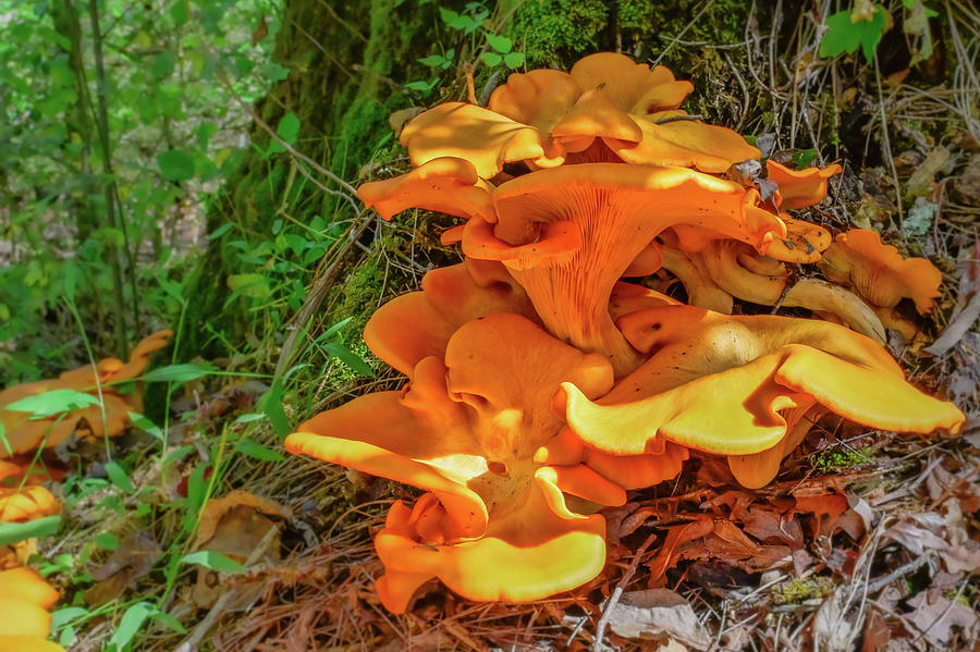 orange Mushrooms Photograph by Ed Stokes