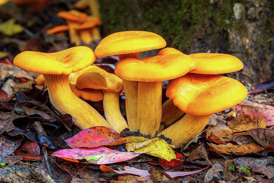 Orange Mushrooms In Autumn Photograph by James Eddy