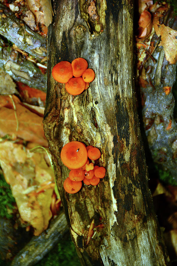 Orange Mushrooms of Vermont Photograph by Raymond Salani III