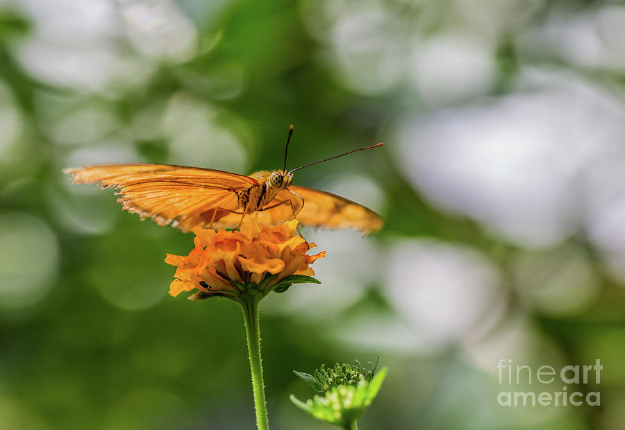Butterfly Photograph - Orange On Orange by Eva Lechner
