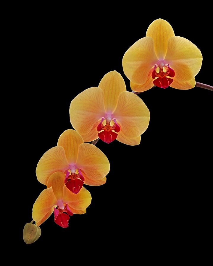 Orange Orchid Cascade on Black Photograph by Gill Billington