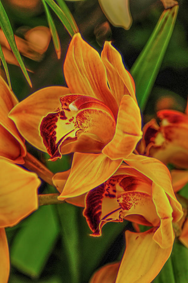 Orange Orchid Photograph by Cordia Murphy