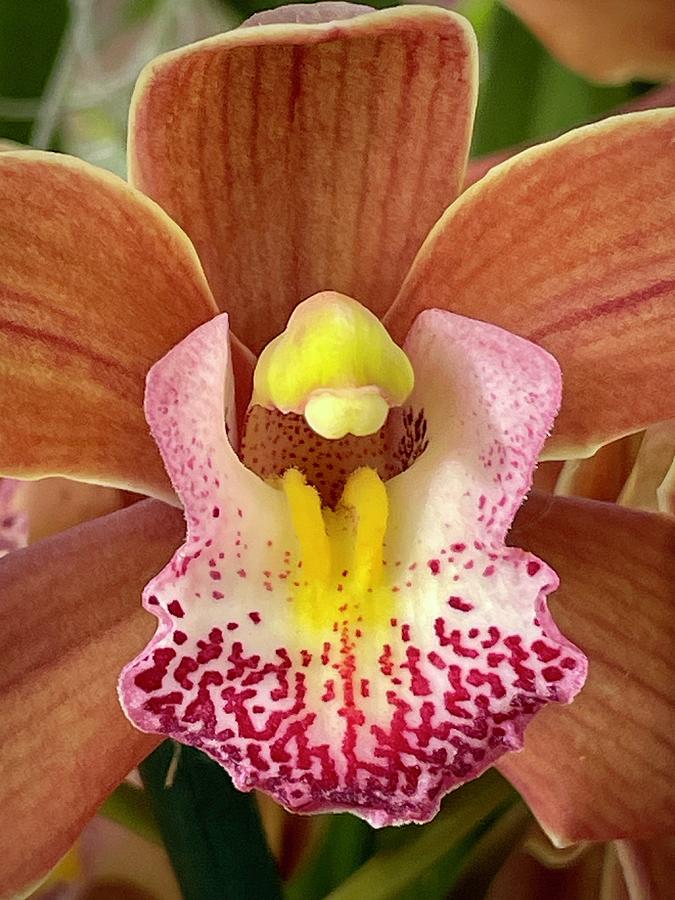 Orange orchid Photograph by Jane Linders