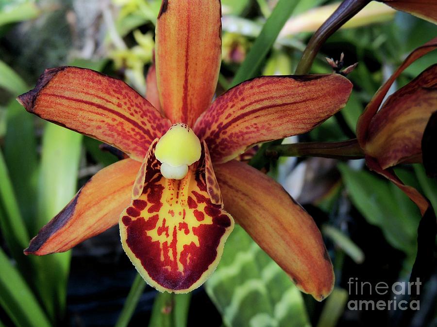 Orchid Photograph - Orange Orchid by Kristine Widney