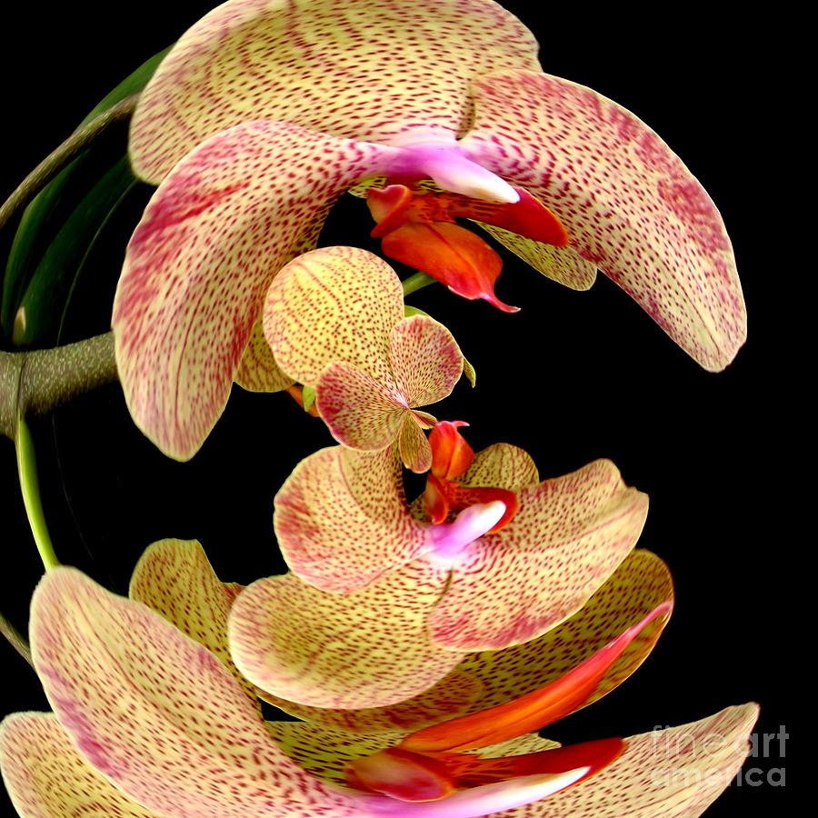 Orange Orchid Phalaenopsis Warp Photograph by Rose Santuci-Sofranko