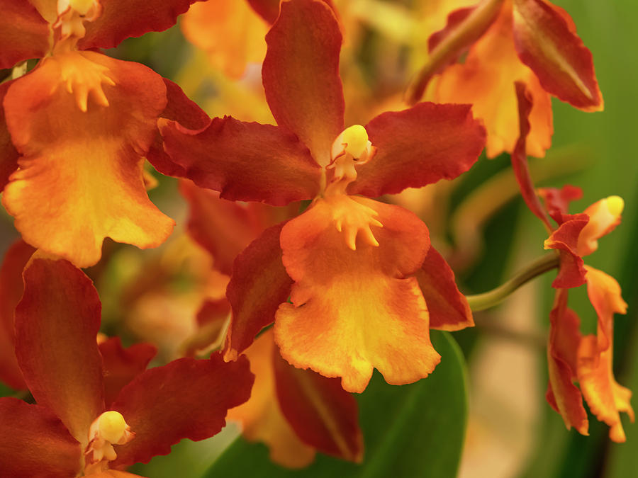 Orange Orchids Photograph by Angie C - Fine Art America