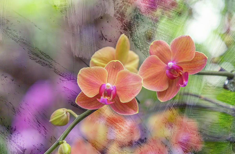 Orange Orchids Photograph by Cate Franklyn