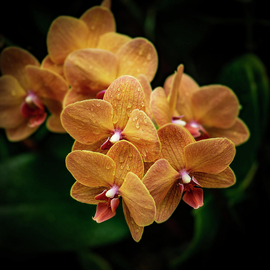 Orange Orchids High End Fine Photo Art Photograph by Lily Malor
