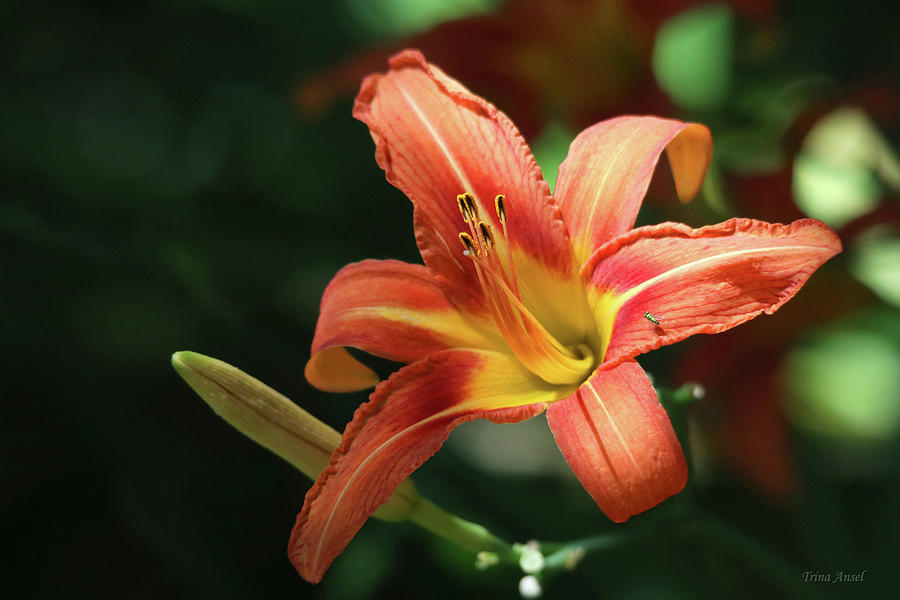 Orange Day Lily Photograph by Trina Ansel